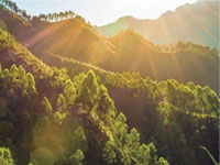 【簽約】河北省林業(yè)產業(yè)協(xié)會，網站建設合同